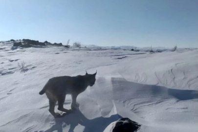Nesli tükenme tehlikesi altındaki vaşak görüntülendi