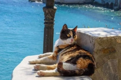 Bu adada kedileri sevene 1 ay ücretsiz tatil...