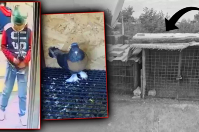 Önce asansöre idrarını yaptı sonra damdaki kuşları çaldı