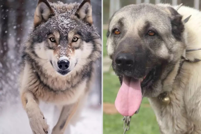 Yasak aşk yaşayan iki ezeli düşman! Kurt ile kangal çiftleşti, ortaya acayip bir tür çıktı