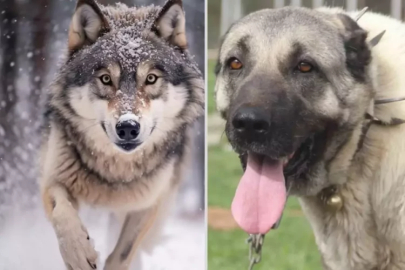 Kurt ile kangal çiftleşti, ortaya çıkan yeni tür gündem oldu!