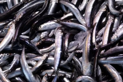 Su ürünleri ihracatı 2025'te rekor kırdı