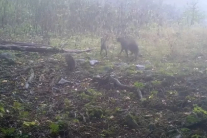Uludağ'da alışılmadık görüntü! Bildiklerinizden değil...