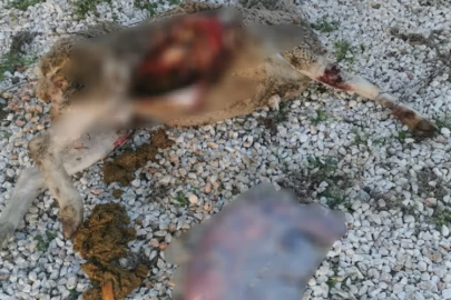 Bursa'da sokak köpekleri hamile koyunu parçaladı! Sahibi, Çocuklar tehlikede diyerek tepki gösterdi...