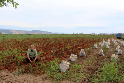 Bursa'da çiftçinin sabrı taştı: Üretimden vazgeçme noktasında!