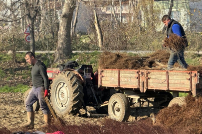 Bursa tarımda söz sahibi! Fidanın kalbi oldu