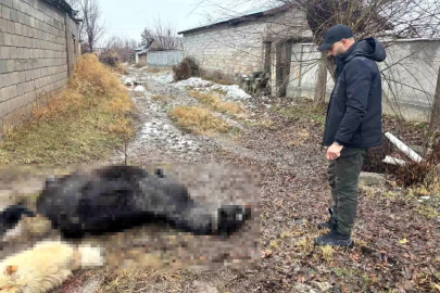Erzincan'da at ve eşek silahla katledildi