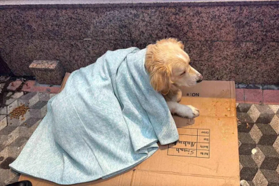 Üşüyen köpeğe yeni aldığı yorganı örten esnaf yürekleri ısıttı