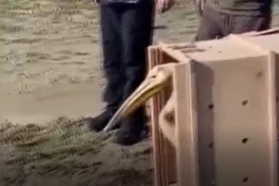 Bursa'da yaralı halde bulunmuştu! 5 aylık tedavinin ardından doğaya salındı...