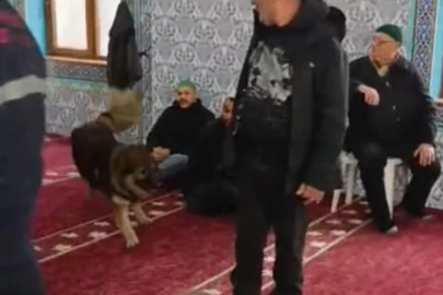 Zonguldak'ta camiye başıboş köpek girdi
