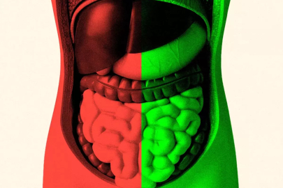 Bağırsak sağlığı yaşlanmayı nasıl etkiliyor, doktorlar ne tavsiye ediyor?