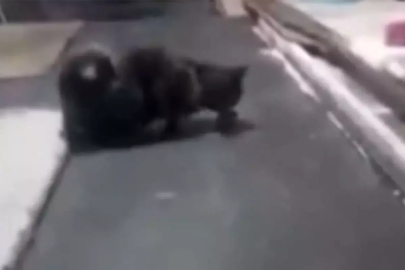 Kedi, fırın tezgahının üzerinde fareyle oynadı