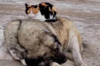 Tunceli'de dondurucu soğuklarda üşüyen kedi ile köpek birbirine sığındı