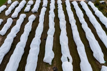 Zirai dona karşı ilginç çözüm: Uzaktan bakan ceset zannetti!