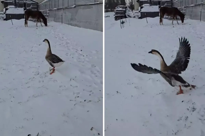 3 bin 500 TL verip kaz aldı, sonu büyük hüsranla bitti