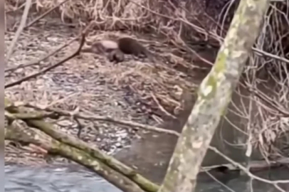 Nesli tükenme tehlikesi altında! 3'ü birden böyle görüldü