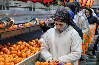 Narenciyede rekor yıl: İhracat 1,4 milyar doları aştı!