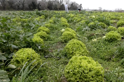 Bafra Ovası'nda 570 dekar alanda marul üretimi