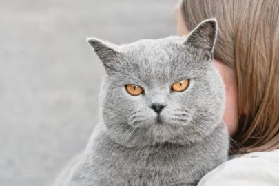 Dünya şaşkın: İspanya'da kaybolan kedi başka ülkedeki evine döndü!