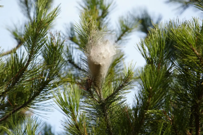 Samsun'daki tüm ormanları sardı, temas edende alerjiye yol açtı