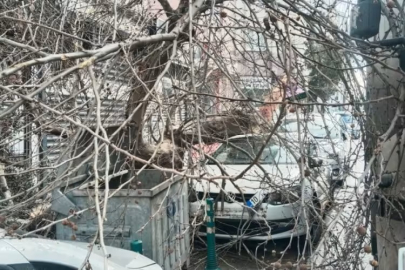 Kamyon çarptı, çınar ağacı araçların üzerine devrildi