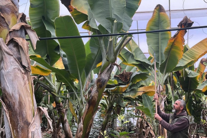 Antalya’dan dünyaya gidiyor: Kilosu 40 liraya çıkan ürün üreticiyi sevindirdi