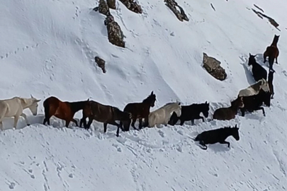 Batman’da karda mahsur kalan katırlar kurtarıldı