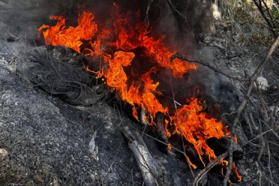 Bursa'da kışın ortasında çalıların arasında yangın çıktı!