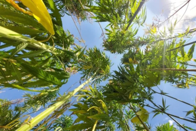 Resmi Gazete'de yayınlandı: 21 ilde kenevir üretimi yapılabilecek