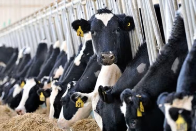 Bursa'da hayvancılık alarm veriyor! Sarıbal'dan kritik uyarı...