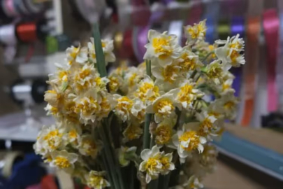 Çiçeklerin annesi olarak biliniyor. Fiyatı bin 500 liraya kadar ulaşıyor