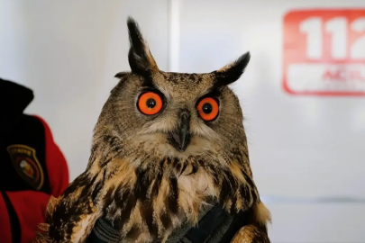 Çorum'da yaralı bulunan puhu tedavi altına alındı