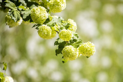 İlk cemre ne zaman düşecek? İlk cemre nereye düşer?