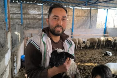 4 gözlü, 2 ağızlı kuzu herkesi şaşırtmıştı! Üzen haber geldi...