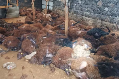 Bir gecede 200 koyununu kaybeden vatandaşı ağlatacak sürpriz!