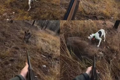 Av sırasında domuz saldırısı kamerada!