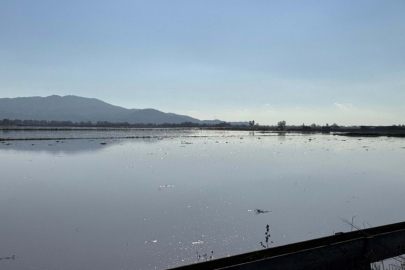 Menderes Nehri taştı: 2 bin dönümlük arazi sular altında kaldı