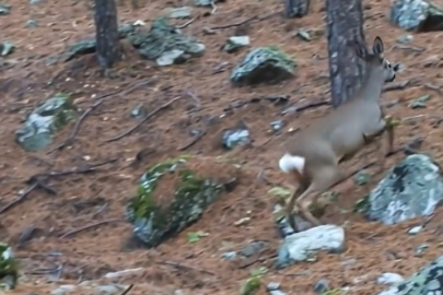 Bursa ormanlarında görüntülendi: "Yazılım hatası mı sabah neşesi mi kararı siz verin"
