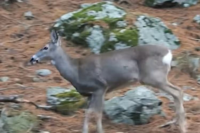 Uludağ'da ormanda zıplayarak dolaşan karaca görüntülendi