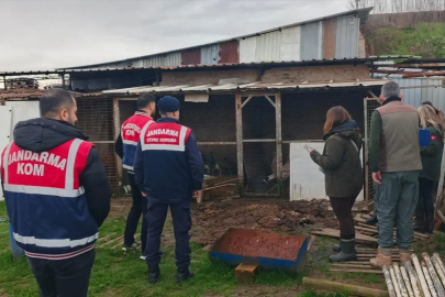 Sakarya'da düzenlenen operasyonda çok sayıda kaçak hayvan ele geçirildi