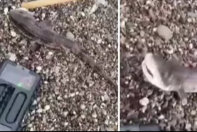 Amatör balıkçıların oltasını yavru köpek balığı takıldı