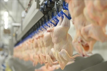 Tavuk ihracatı yarından itibaren durdurulacak