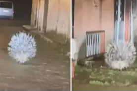 Afrika'nın en tehlikeli kirpisi Aydın'da görüntülendi