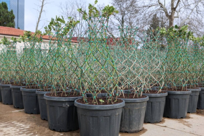 Bursa sokaklarında yeşil heykeller kök salacak!