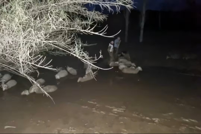 İtfaiyeden koyun kurtarma operasyonu