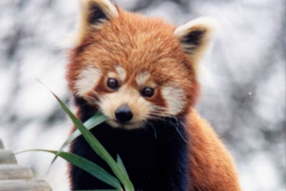 Himalayalar'dan Bursa'ya! Kırmızı panda yavrularına özenle bakılıyor