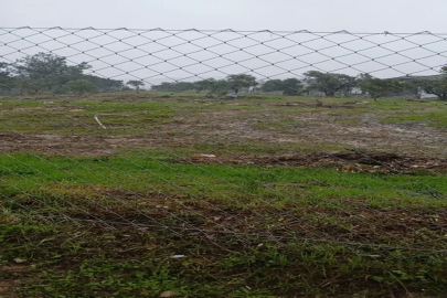 Muğla Valiliği'nden Milas'taki zeytin ağacı kesimine soruşturma