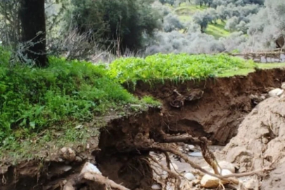 Aydın’da taşkın zeytinlikleri vurdu: Dere yön değiştirdi