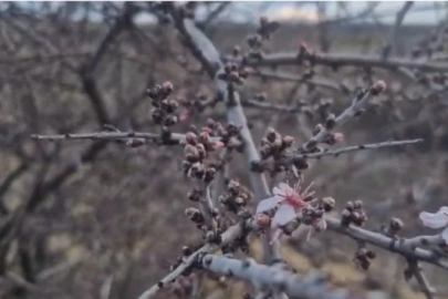 Nevşehir’de şubat ayında badem ağacı çiçek açtı
