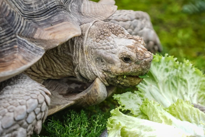 Bursa Hayvanat Bahçesi'nde egzotik türlere soğuk hava önlemi